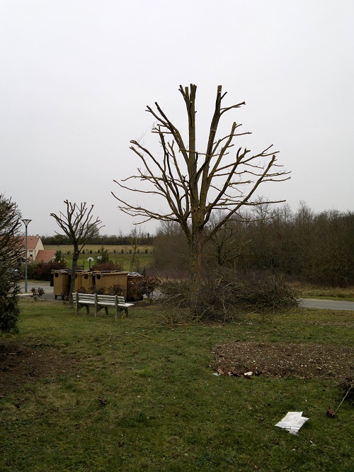 elagage arbre